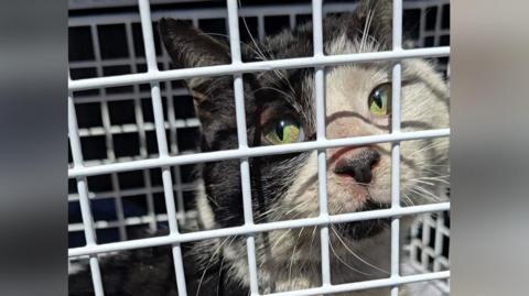 The black and white cat inside a cage. He is looking dirty, with his white markings discoloured.