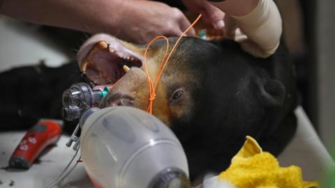 A bear undergoing a medical procedure