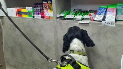 Skye, a black and white spaniel. She is in a hi-vis harness and is looking at a shelf full of vapes.