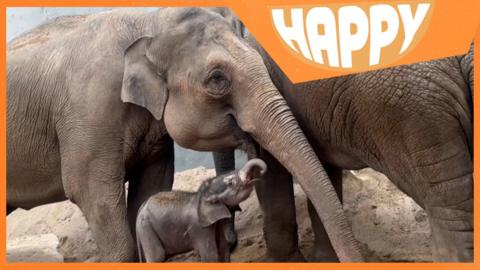 An elephant family and the Happy logo