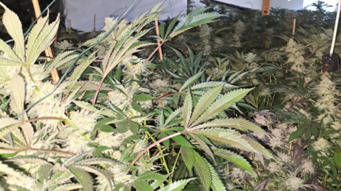 A close-up of cannabis plants.