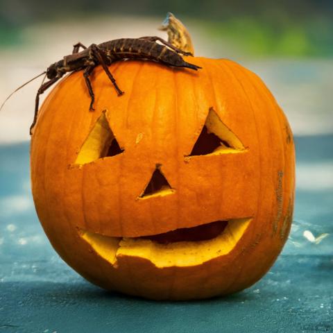 Stick insect is walking on the top of a carved orange pumpkin placed on the ground with a blurred background.
