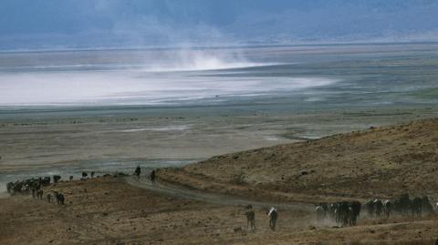 African Buffalo in the caldera of Ngorongoro, Ngorongoro Conservation Area