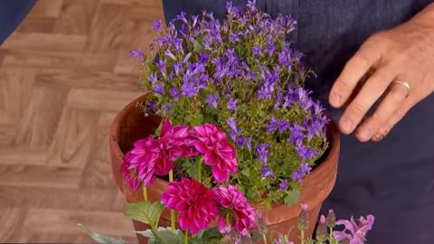 Summer flowers in pots