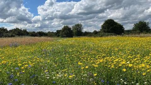 Yellow and blue flowers with trees on the horizon under a blue sky with lots of white clouds