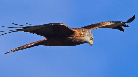 Red kite flying in blue sky