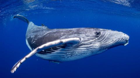 A minke whale diving below the surface of a dark blue sea.