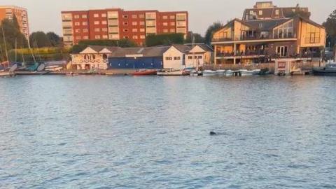 A seal is seen swimming in the River Thames with low rise flats and a boat house buildings in the background