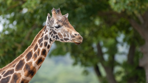 A giraffe's neck and face seen in profile, with trees seen behind.