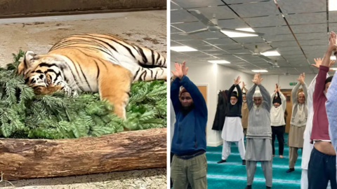 A tiger resting against a fir tree (left) and on the right is a pilates class taking place in a mosque