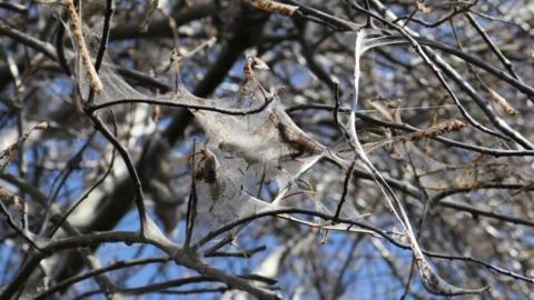 Silk caterpillar webbing covering a tree, which has been left bare because of it.