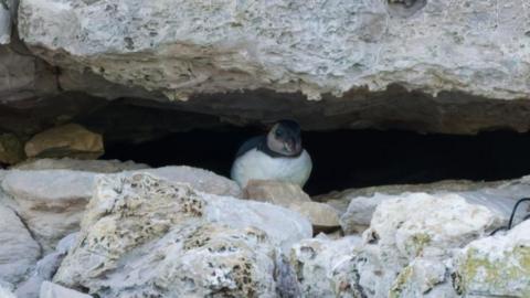 A small black and white bird looking out between a crack in the cliff face