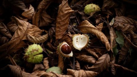 Horse chestnuts set in a bed of brown leaves