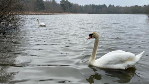 A swan glides through the water at Stover Country Park with another swan to the left and further away.