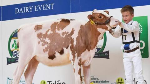 calf