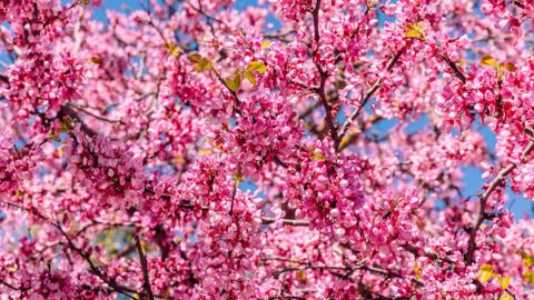 Branches of a tree covered in dense clusters of bright pink blossom, set against a clear blue sky. The flowers fill the frame, creating a vivid, springtime scene with a few small green leaves visible among the blooms.