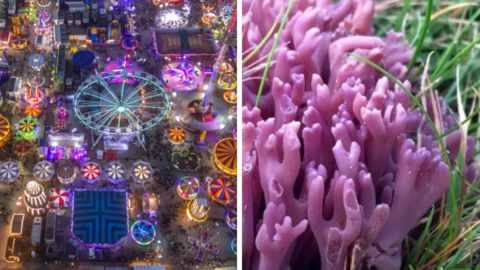 On the left is a colourful night time image of Hull Fair, from above. Dozens of fairground rides can be seen. On the right is a close-up image of a purple mushroom resembling coral.