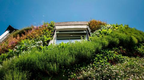 A picture taken of a number of plants and flowers on an outbuilding. There is a large window in the middle