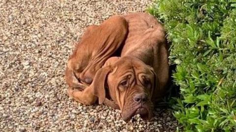 A brown-coloured dog quivering under a bush