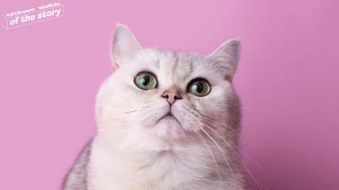A cute cat on a pink background.