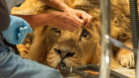 Lion undergoing surgery