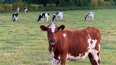 A brown and white cow in the foreground, with black and white cows in the background. They are in a field, with a hedgerow in the distance.