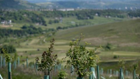New trees of various types common to the UK planted in a field as part of a woodland regeneration project near Ovenden Moor in June 2023. 