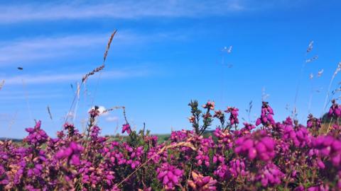 Purple heather flowers in close up with blue sky behind