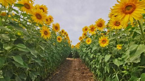 Rows of sunflowers with cloud overhead.