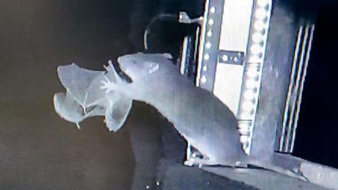 A black and white image from an infared camera shows a rat reaching out its paws and catching a bat mid-flight.