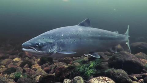A CGI image of a salmon swimming through the water. The fish's scales are a mixture of pale grey and blue colours. It has a singular dorsal fin and adipose fin on its back, two pectoral fins, and a tail. The water is a dark blue, turning black in the distant background and on the waterbed are a number of different sized and shaped brown rocks, with some greenery floating between the rocks.