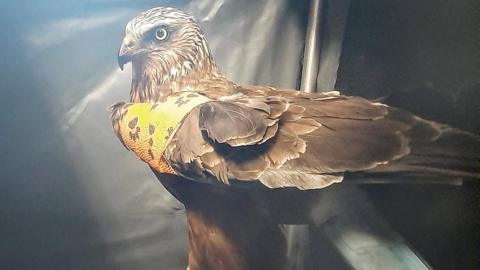 A bird of prey, a marsh harrier, stood up looking at the camera. The bird is brown and grey coloured with black wing tips. It has an orange bandage covering its wing. 