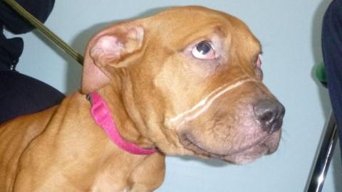 A profile close-up of Ivy, who is wearing a pink collar and looking up to the right. Two long, white scars run across her face from above her nose to near the corner of her mouth