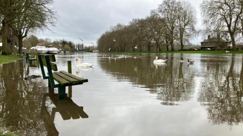 A park is flooded. Benches are in the water and multiple ducks and swans are on it. In the background are trees. The sky is grey