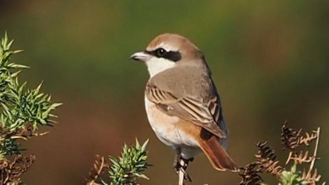 A small brown and white bird with some black around its eye perches on a bush. Its back is to the camera and it it looking to the left. Parts of the bush can be seen around it. 