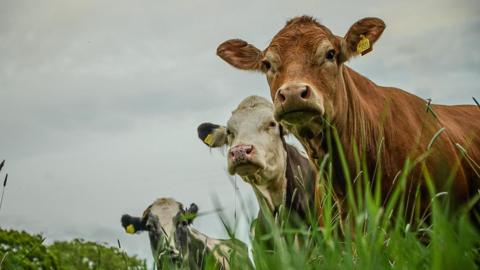 Three cows, brown and white in colour, look to the camera behind some green grass.