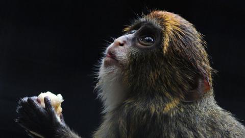 A juvenile De Brazza's monkey eats fruit at the Hong Kong Zoological and Botanical Gardens on February 10, 2012.