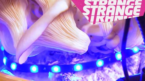 Part of a fungi, some blue lights and the Strange News logo