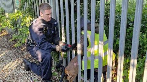 People rescuing a deer