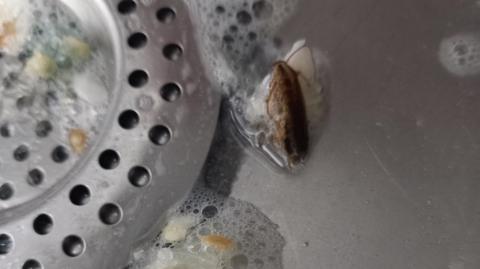 Wet cockroach in soapy, dirty sink, next to food clogged plug.
