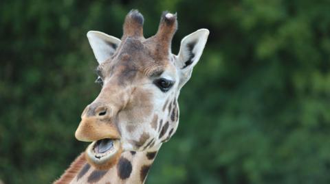 A giraffe with its mouth open in a shocked facial expression