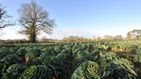 A field of brussel sprouts with a large tree without leaves in the top left and blue skies