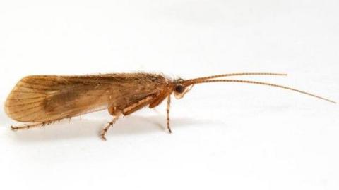 Limnephilus pati