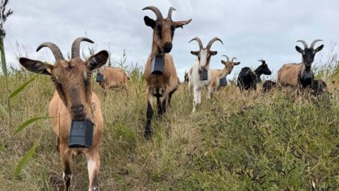 Front view of about nine goats, they are variously coloured brown, white and black, with short backward curved horns and square bells around each neck. They are in a field with long, overgrown grass.