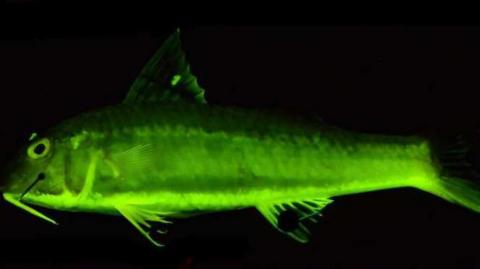 An ochre-banded goatfish (Upeneus sundaicus)