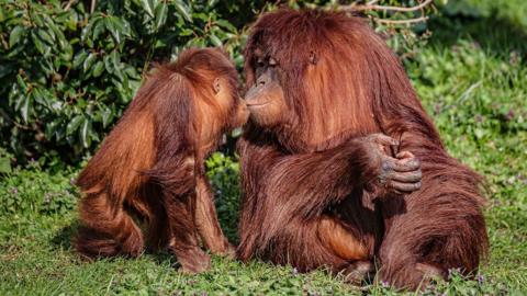 Orangutans kissing