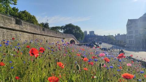 Red and blue flowers on a sloping verge leading up to a wall with a road to the right and a castle and blue sky behind