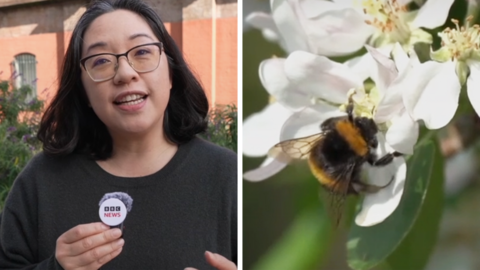 Reporter Lana Lam (right) and a close up of a bee on a white flower ( left)