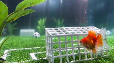 A goldfish swims in a tank next to a miniature net and football