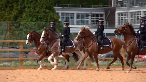 Four brown police horses being ridden in a parade ring by officers in police uniform